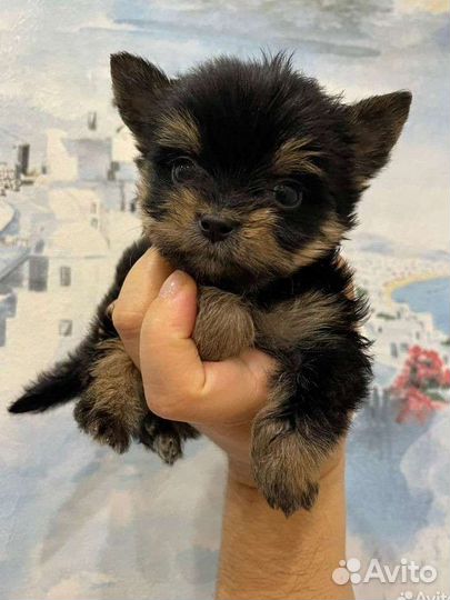 Щенки йорки с документами