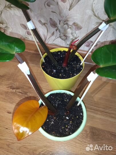 Филодендрон Принц Оранж