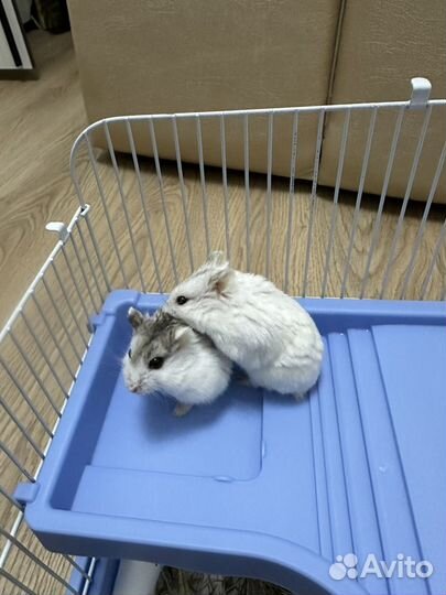 Джунгарский хомяк бесплатно с клеткой