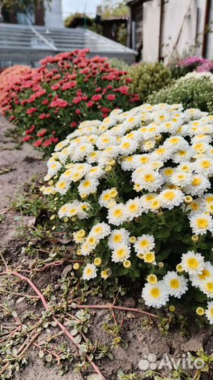 Хризантема шаровидная мультифлора саженцы черенки