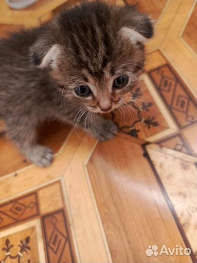 Шотландская