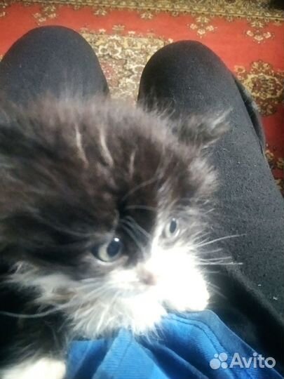 Котятки в добрые руки