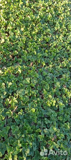 Рассада клубники окс азия, брилла