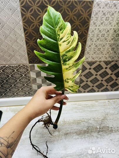 Филодендрон карамель марбл вариегатная