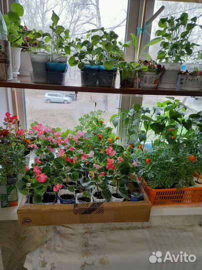 Многолетники, бегония