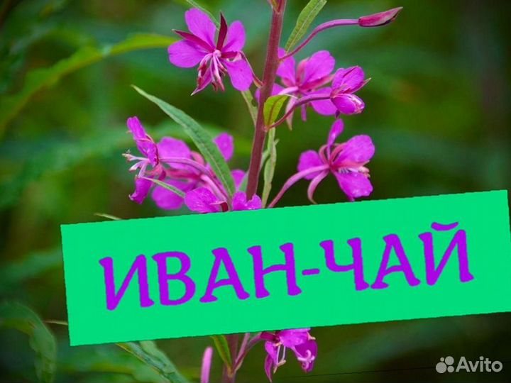 Иван-чай 2023, кипрей, без добавок, 1000 грамм