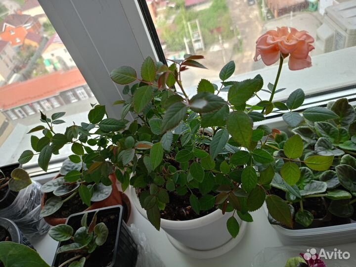 Роза комнатная