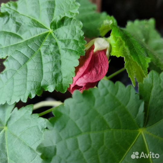 Клен комнатный абутилон