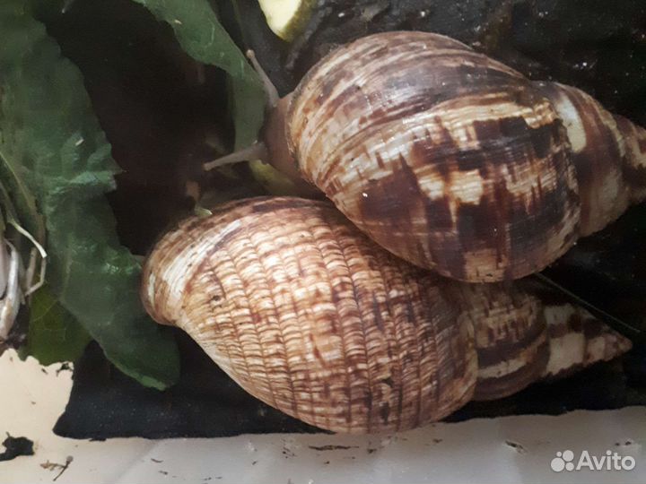 Улитки ретикулята