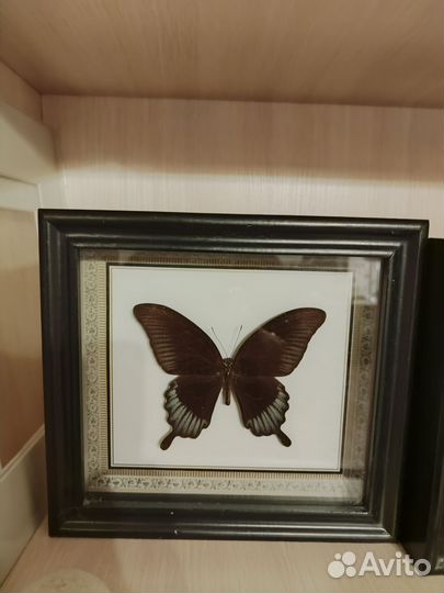 Бабочка в раме