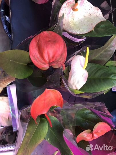 Антуриум шерцера