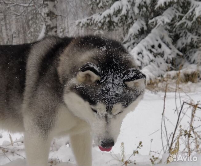 Сибирская хаски