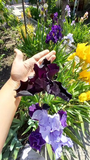 Цветы ирисы