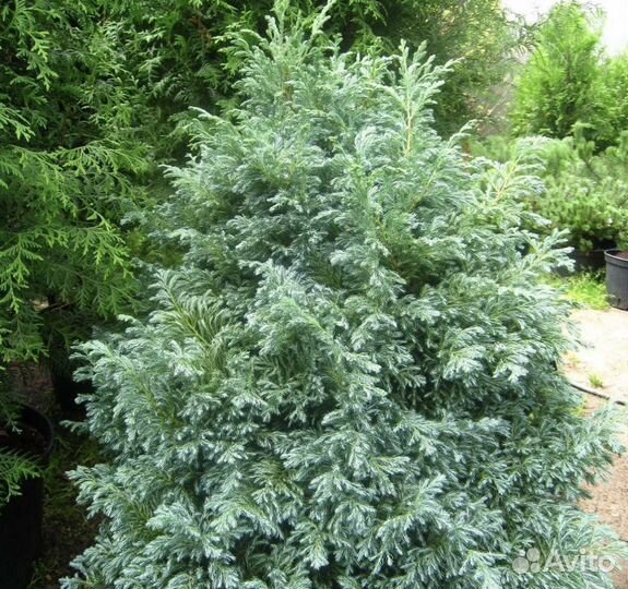 Кипарисовик Булевард (Boulevard)