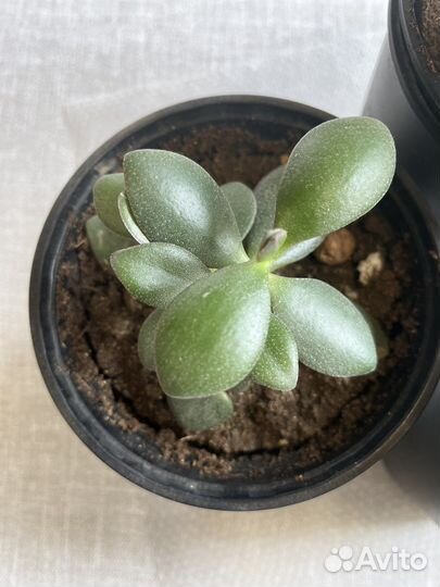 Суккуленты или денежные дерево