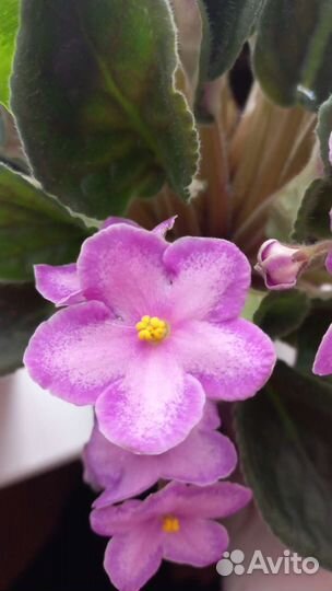 Фиалка в горшках, листочки, детки, взрослые фиалки