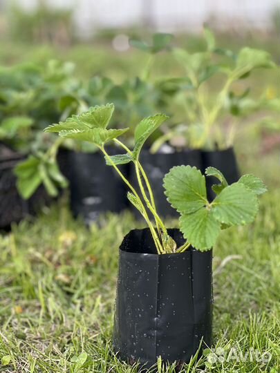 Клубника Camarosa рассада