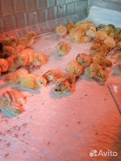 Перепёлки несушки