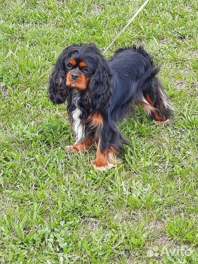 Вязка Кавалер Кинг Чарльз спаниель