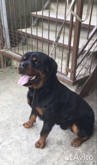 Вязка ротвейлера