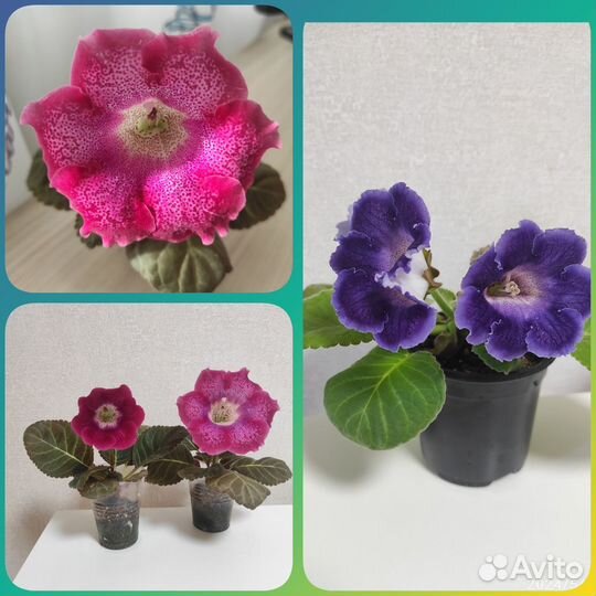 Цветущие глоксинии