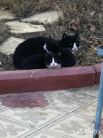 Котята