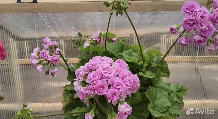 Пеларгония Ю-Марлезон 2