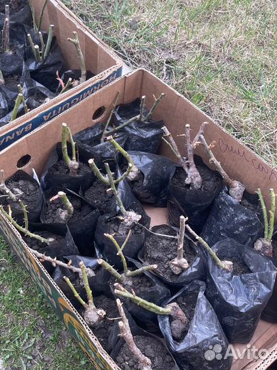 Розы рассада черешня абрикос саженцы