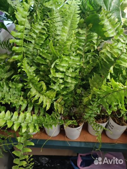Папоротники (нефролепис) тигр (тайгер) и безымяшка