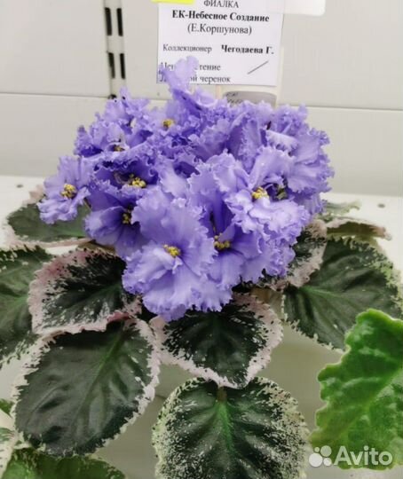 Фиалки сортовые-черенки и детки