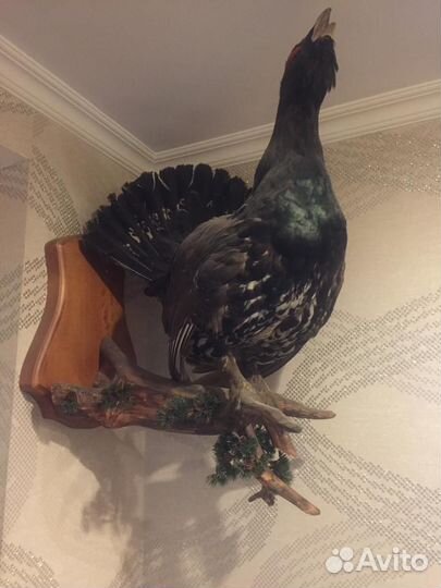 Чучело глухаря