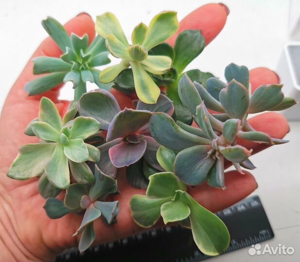 Суккуленты Эхеверии детки