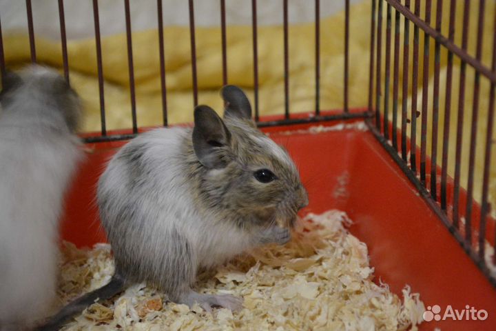 Цветные дегу