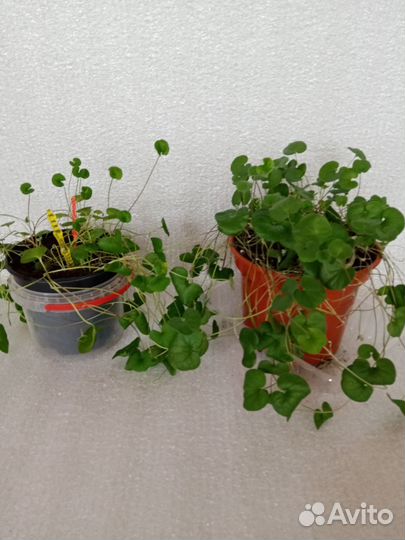 Бегония вечноцветущая, бальзамин, дихондра