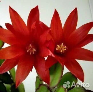 Отростки рипсалидопсиса