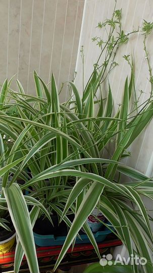 Хлорофитумы полосатые с детками