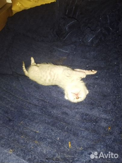 Бенгальские котята