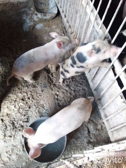 Поросенок ландрас