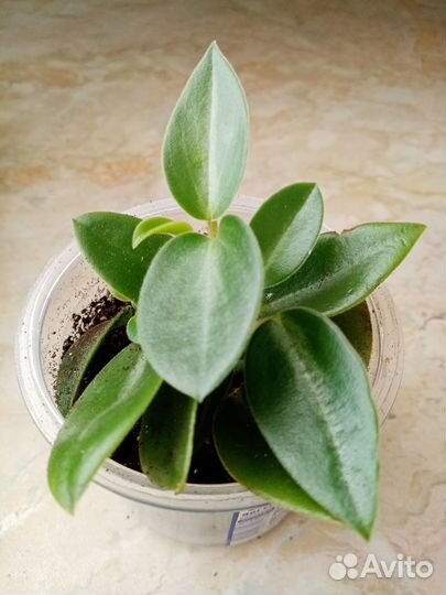 Алоказия, пеперомии и другие