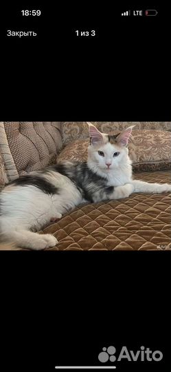 Кошки майкун