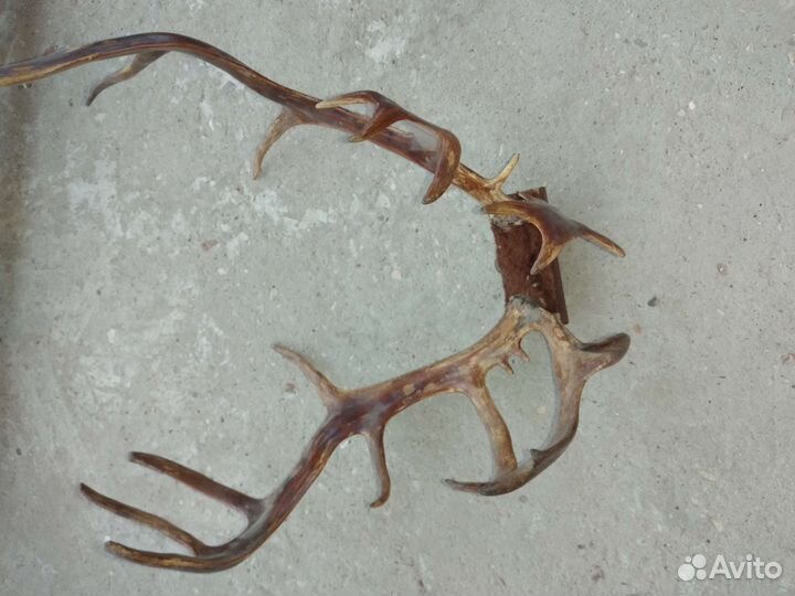 Рога оленя