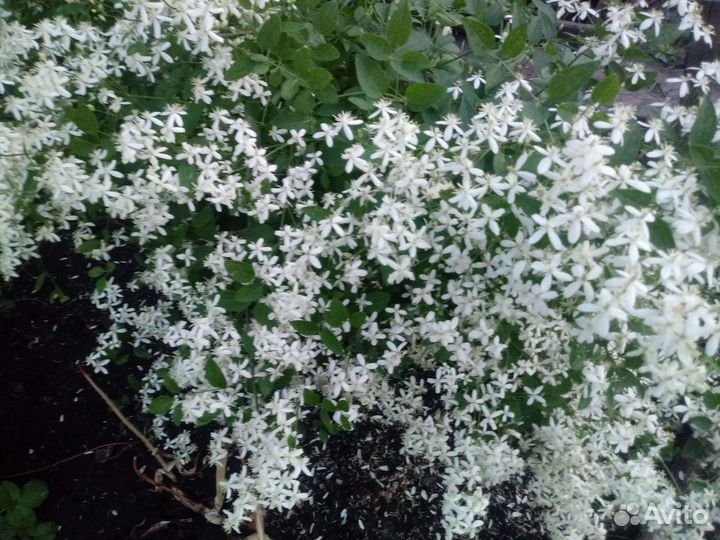 Йошта, ежемалина Кумберленд и др