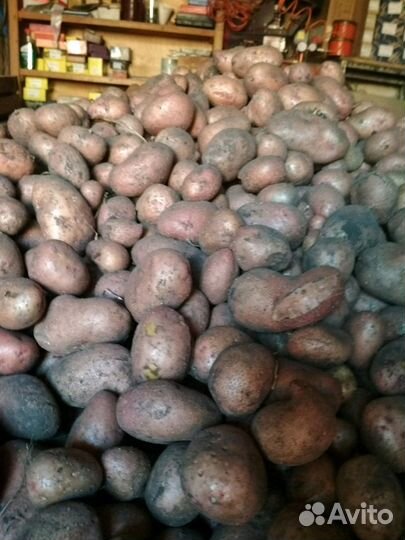 Картофель крупный титан