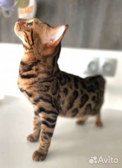 Бенгальский котенок мечта подарок на 1 сентября