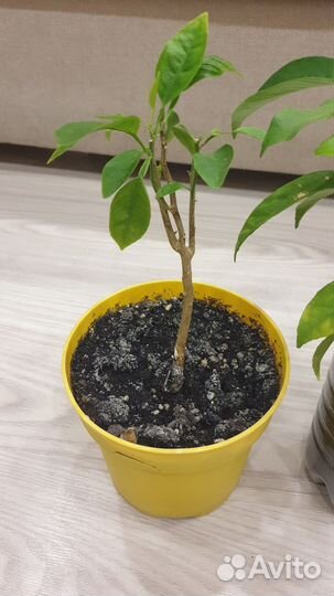 Цитрусы (мандарины или лимоны)