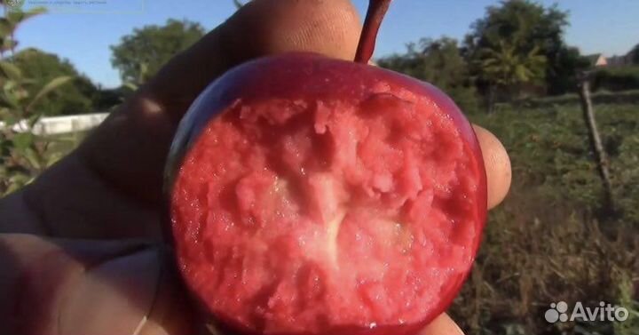 Красномясая яблоня