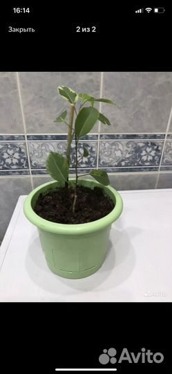 Фикус бенджамина