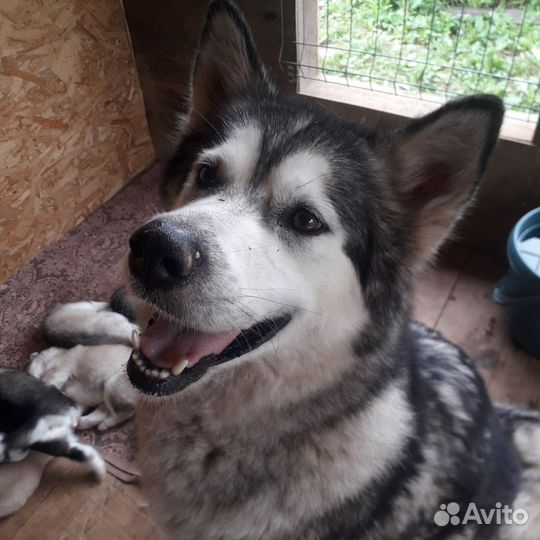 Щенки маламута