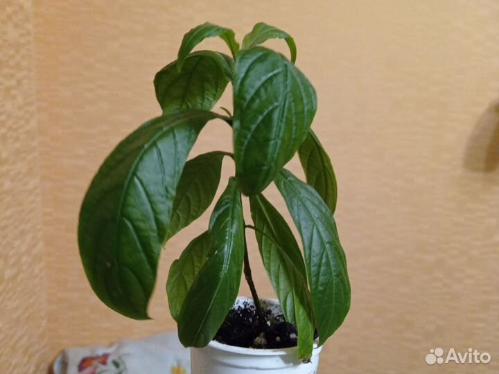 Пахистахис