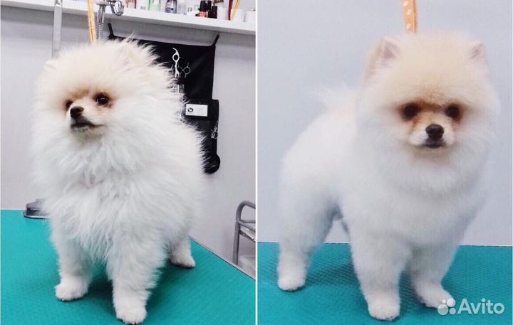 Груминг собак,стрижка собак, чистка Зубов